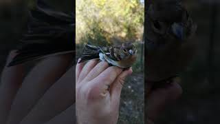Favorite Bird Brambling Fringilla Montifringilla