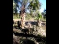 VID_20160210_161556.mp4