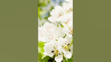 سوره الواقعه بصوت الشيخ ماهر المعيقلي