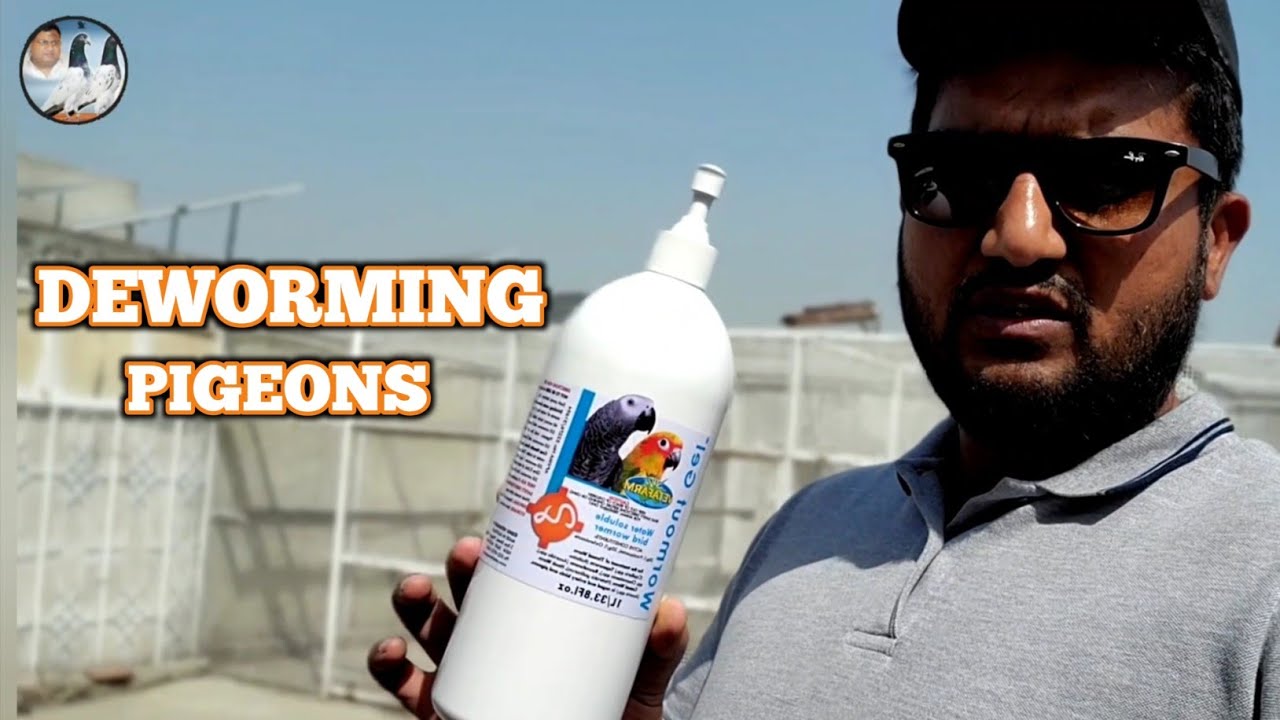 Deworming Pigeons 13/4/2023