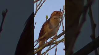 Nightingale singing in May