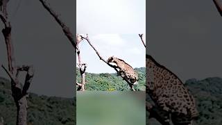 ¡Jaguar vs Serpiente Gigante! La Batalla Más Salvaje de la Selva 🌿🐆🐍