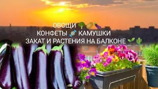 Купила овощи 🥦🥔🍆и конфеты -камушки🍬НА РАБОТЕ📚МОИ РАСТЕНИЯ НА БАЛКОНЕ 🌱🌵