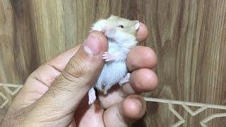 Hamster Eğitimi 