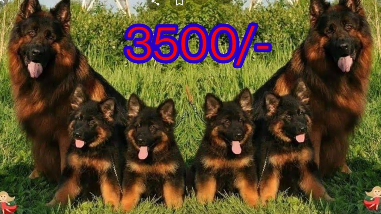 3500/ Rs Double coat German shepherd puppies ll Cheap price ll Gsd