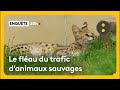Le fléau du trafic d'animaux