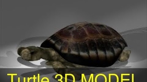 3D Model of Turtle Review