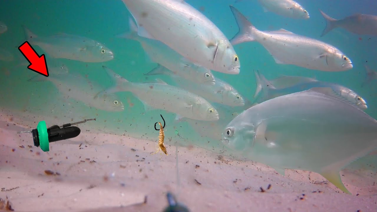 Attached an Underwater Camera to my Fishing Line (How Fish React