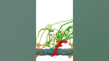 Molecular dynamics simulation of flow affecting Glycocalyx (CSElab ETHZ)
