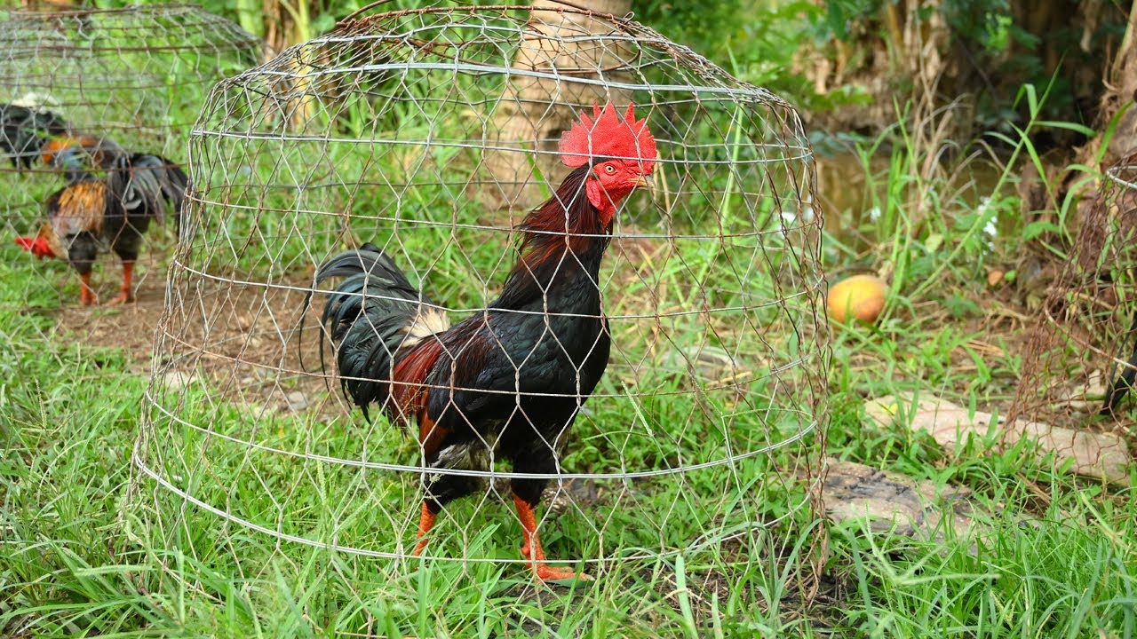 Anh em xem vui gà đẹp/ Tung Vlog