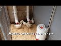 Moving chicks to compost bin