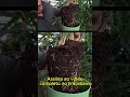 Hora certa de mudar sua Palmeira rafis de vaso #plantas #palmeirarafis #gramado #jardim #jardinagem