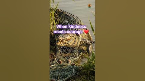 The crocodile was trapped in a net — what the puppy and rabbit did next. #short #wildcubsandpets