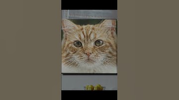 PicDice - Coming Soon on Kickstarter