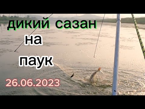 Южная Корея. Дикий САЗАН на подъёмник  с Лодки ⛵️.  #рыбалка  #fishing