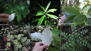 Tarp Camping, Plant and Tree ID in Native New Zealand Bush