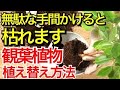 【観葉植物の植え替え方法】絶対に枯らせない植え替え方法を教えます。必要ない手間をかけると枯れます【ガーデニング】