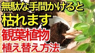 【観葉植物の植え替え方法】絶対に枯らせない植え替え方法を教えます。必要ない手間をかけると枯れます【ガーデニング】