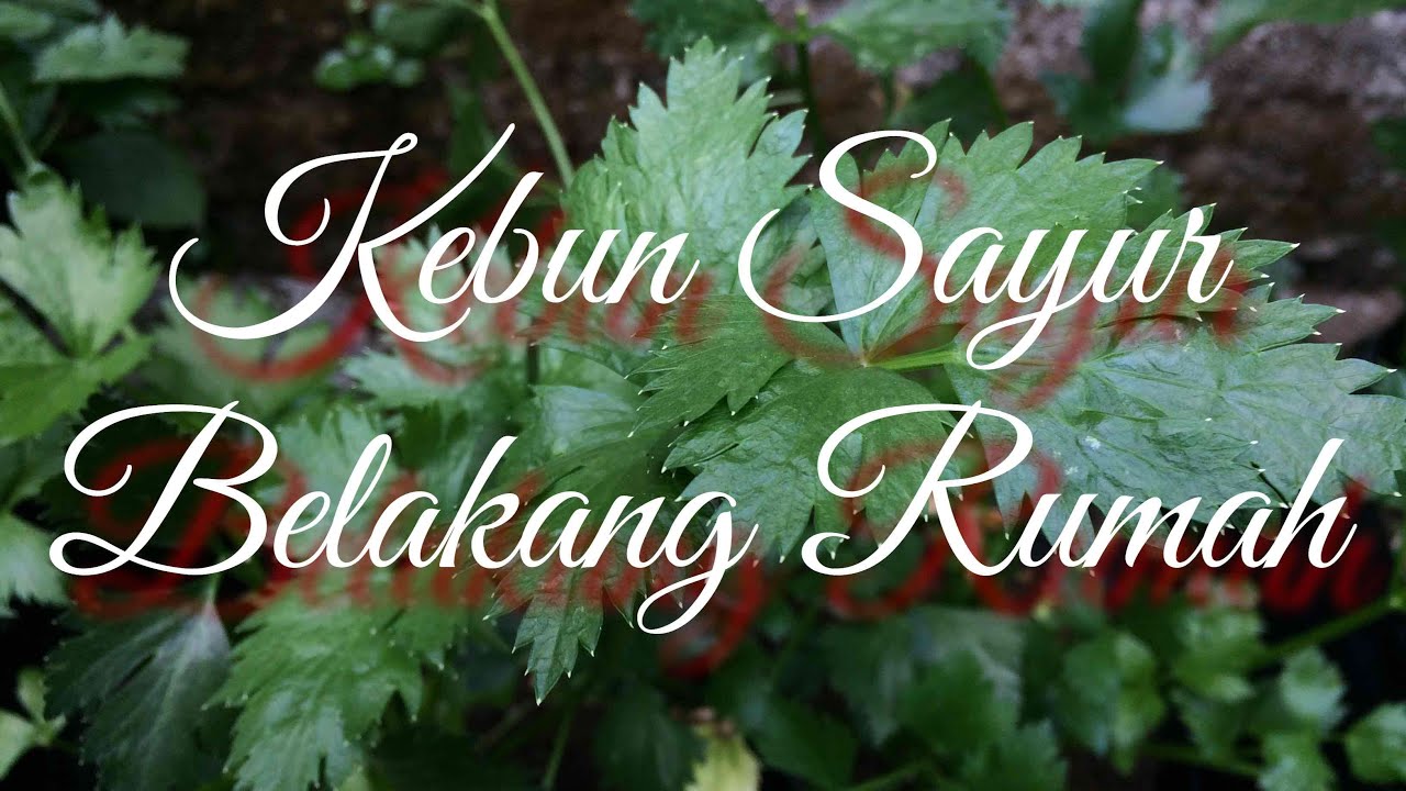 Desain Rumah Kecil Di Kebun - 65 Model Desain Rumah Minimalis 1 Lantai Idaman | Dekor Rumah : Tapi bagi anda yang memiliki taman kecil dirumah anda, sebenarnya hal itu tidak diperlukan.