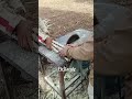 Cutting cassava stems