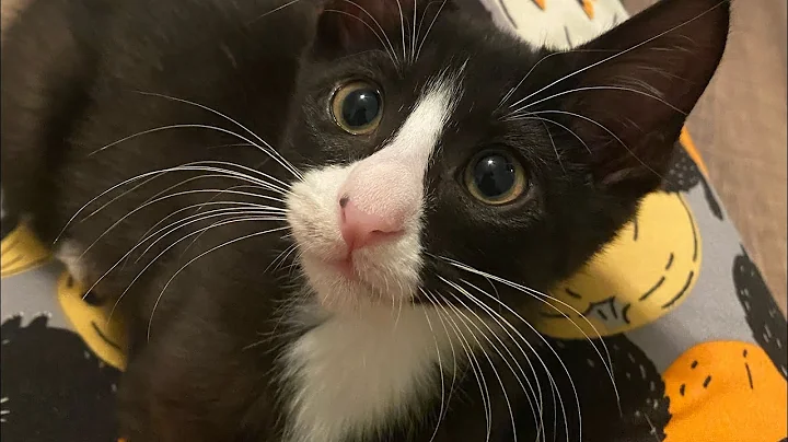 Video 4792371: siamese, black kitty, tiger, kitten