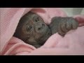 WATCH: Adorable baby gorilla recovers in human ICU after two emergency operations at San Diego Zoo