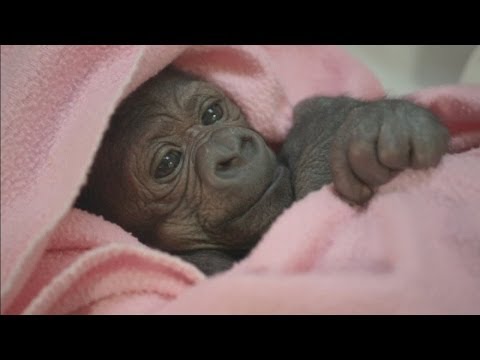 Video: „Pet Scoop“: „Cop Snaps“„Selfie“su nepalankiu šuo, nykstančiu kūdikiu Gorilla Gimė Čikagoje