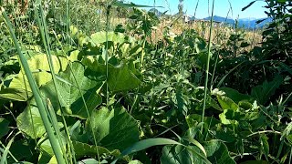 12.7.021 - Tomates, Comparatif Semis Spontanés, Avec Et Sans Litière De Poule