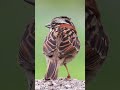 Rufous-collared Sparrow with a masterpiece of biological engineering on its back.