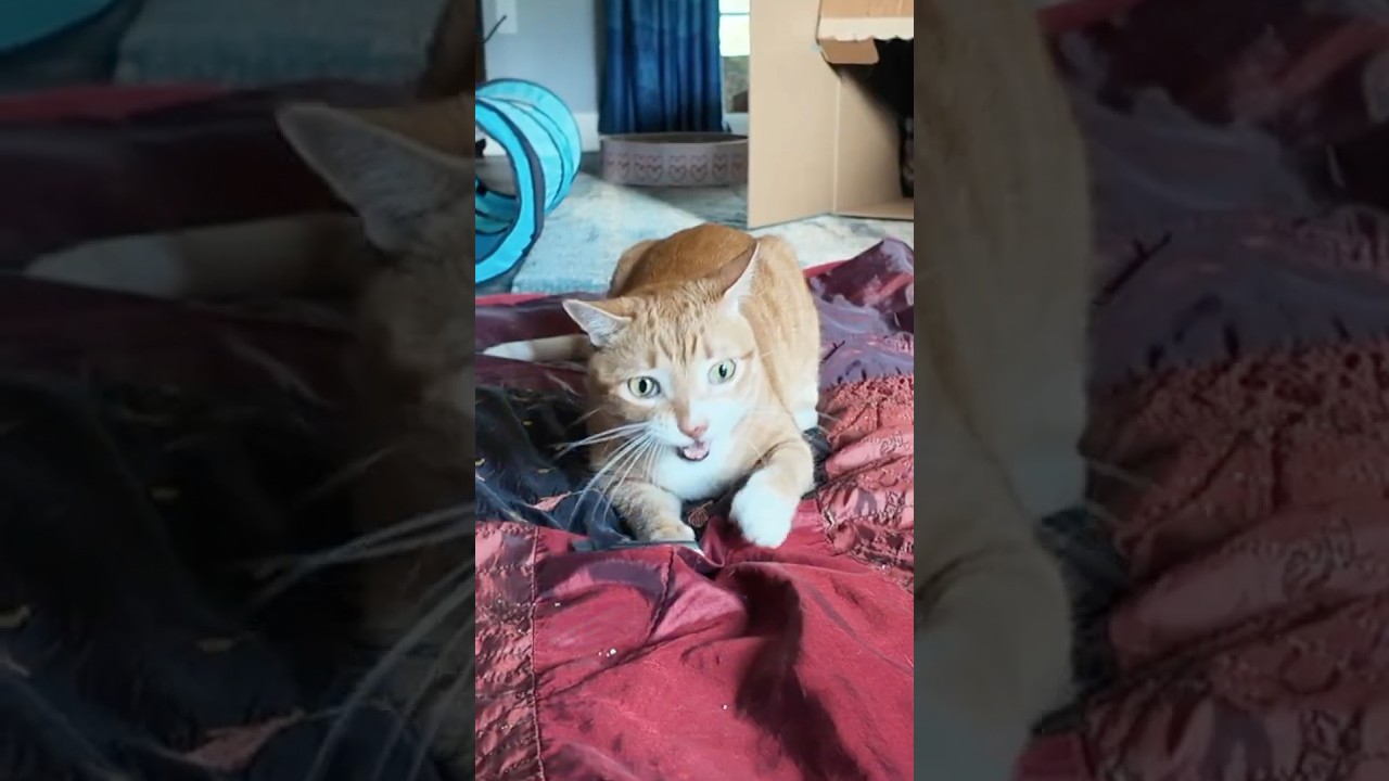 Cole and Marmalade