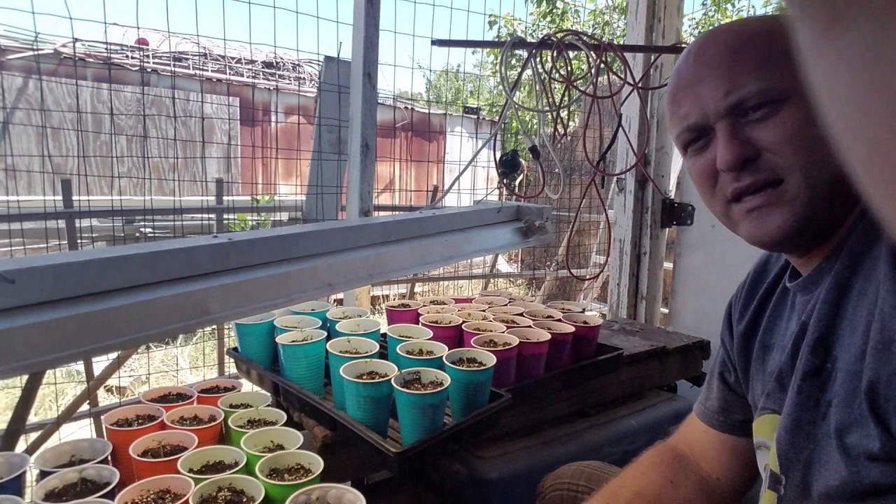 Growing lights and what's needed (The Smoke Session)