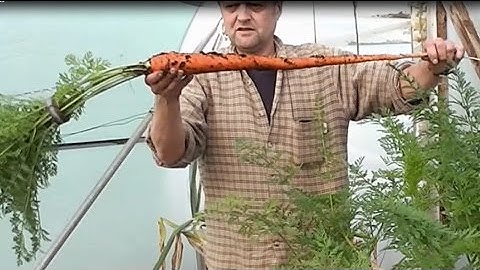 Allotment Diary : Pulling this years Exhibition Show Carrots