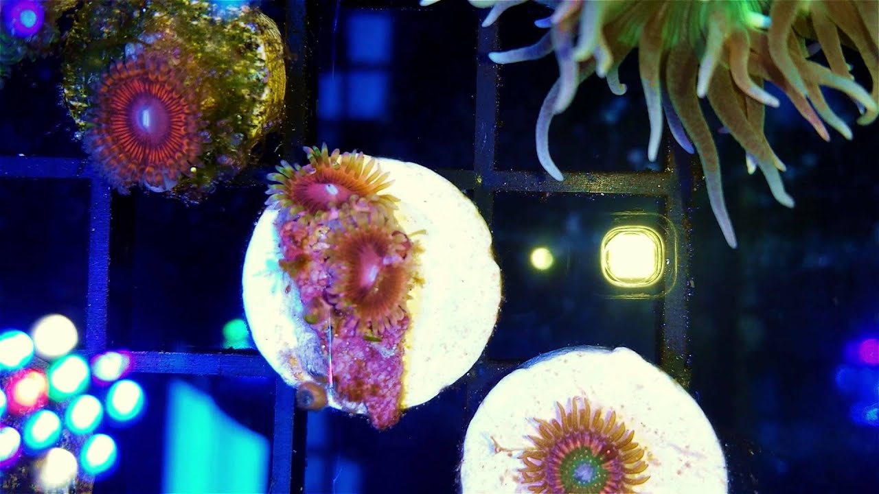 Fragbox Designer Zoas