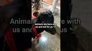 Vegan feeds leaves to a sacrificial goat #bakra #bakri #sacrifice #bali #durgabari #goats #mutton