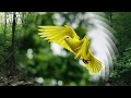 Recueil De Cantiques Sur Les Ailes D Une Colombe Piano 