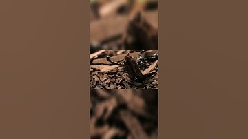 The scorpion move  #shorts how scorpion walk