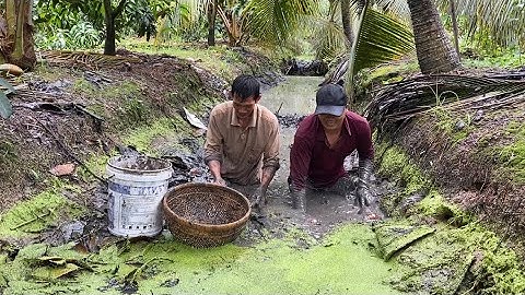 Tát Mương Bắt Cá Đồng Nấu Bữa Cơm Cây Nhà Lá Vườn Ngày Mưa | Cù Lao Dung Vlogs #240