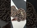 What we think has to be a Black Head Carnage Villain Pewter (pastel cinnamon)