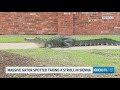 Massive gator spotted taking a stroll in Sienna