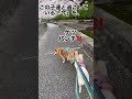 桜の花を見ると過去を思い出す年齢の飼主を心配する赤柴‼️#飼主ちょっと悲しそうな顔をしてた?#心配かけてごめんね❗️#来年も再来年もずっと一緒に桜見ようね#柴犬#多頭飼い#shibainu#dog