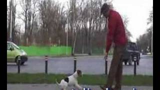 Barking Control. Barking At Cue