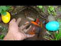 Wow! Get colorful betta fish, cute balloon molly fish, goldfish, catfish, lemon fish, platy fish
