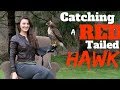 Catching a Red Tailed Hawk For Falconry!