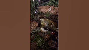 Koi pond build in under a minute. #koipond #koi