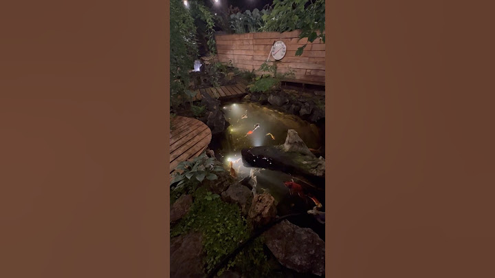 Koi pond build in under a minute. #koipond #koi