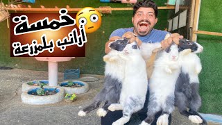 جبت أرانب للمزرعة🐇طير بشكل غريب بلمحميه😱بيض القبج يدخل الفقاسه 🥚