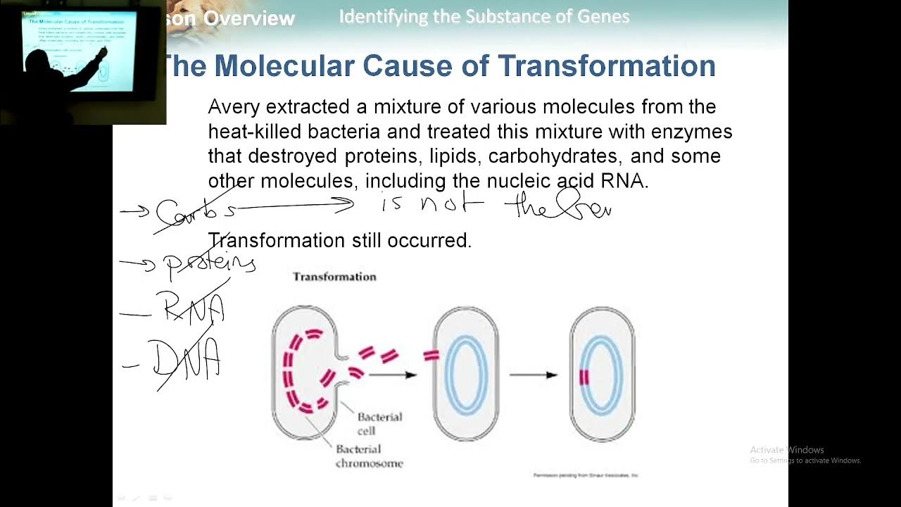 Biology Ch.12 L.1 Identifying the Substance of Gene - YouTube