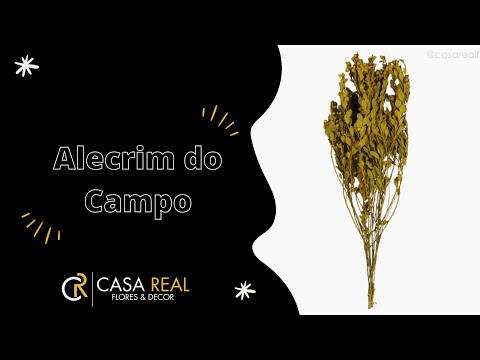 Alecrim do Campo Seco - Amarelo (01204312)