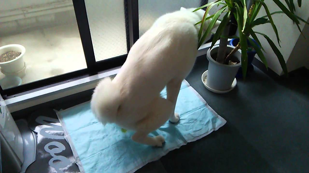 秋田犬の室内トイレ いぬのほいくえん ようちえんbase 雅ちゃん Youtube