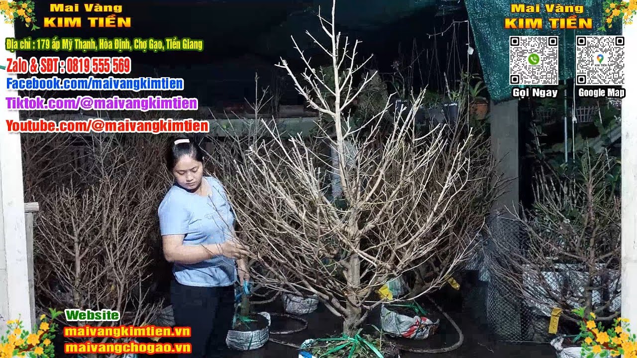 Mai Vàng Nụ Nhiều Đón Xuân Bao Ship Toàn Quốc - Mai Vàng Kim Tiền Chợ Gạo